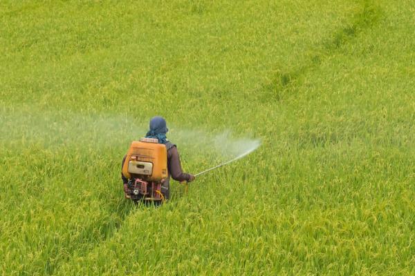 南方稻田怎么使用丸粒尿素，移栽水稻时可深施至稻株中间