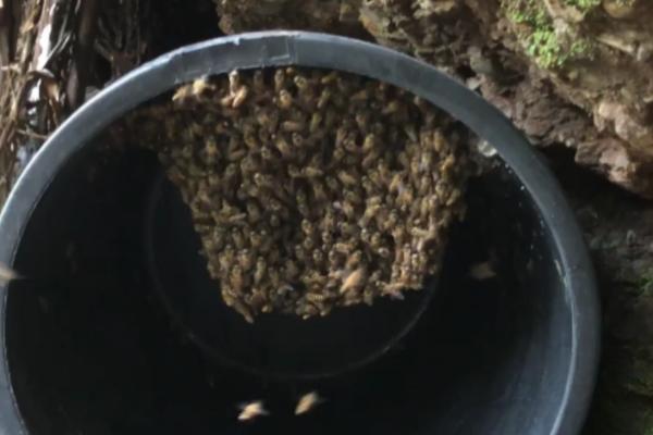 诱蜂的适宜时间，以春、夏、秋三季为宜
