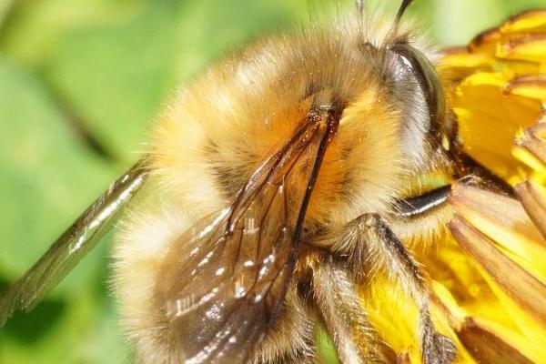 蜜蜂的种类，全球大概有40种