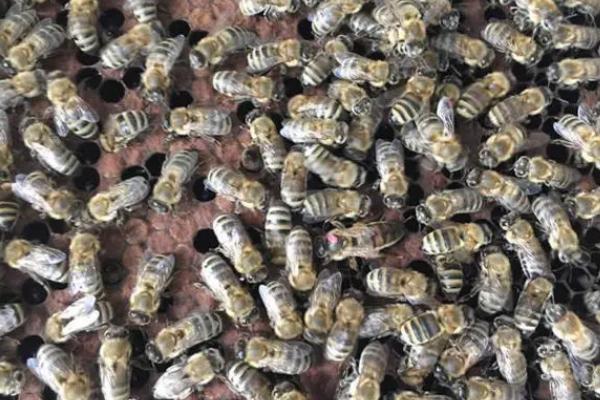 蜜蜂的种类，全球大概有40种
