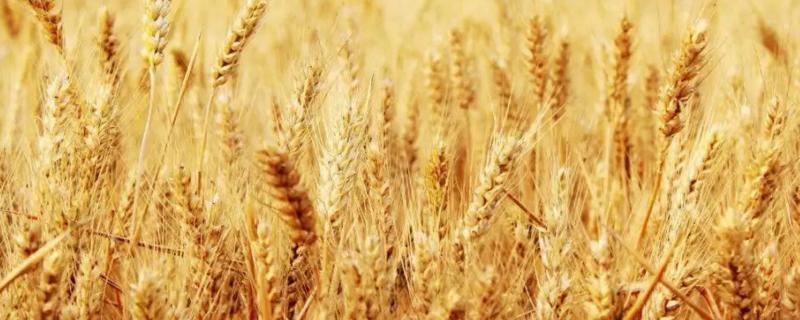 河农6426小麦种子特征特性，尤其防治好蚜虫和白粉病
