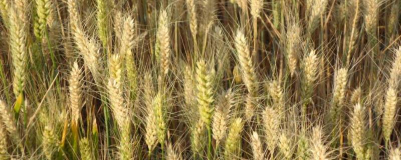 轮选145小麦品种的特性，每亩底施二铵25千克