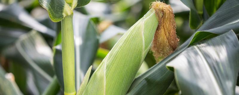 瑞丰168玉米品种简介，适宜播期6月上中旬