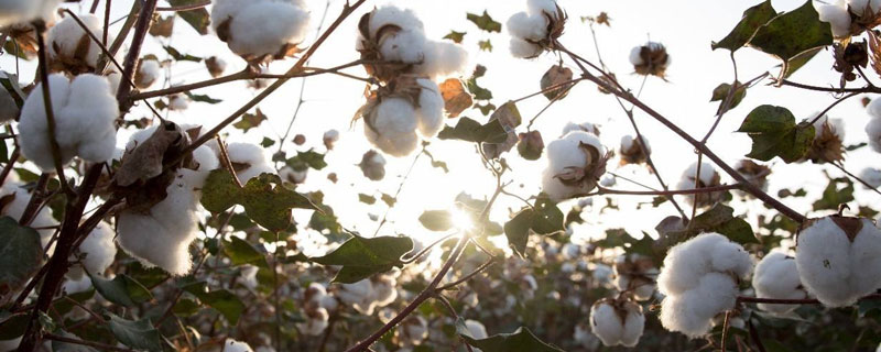 中518棉花种子特点，转基因抗虫棉常规品种