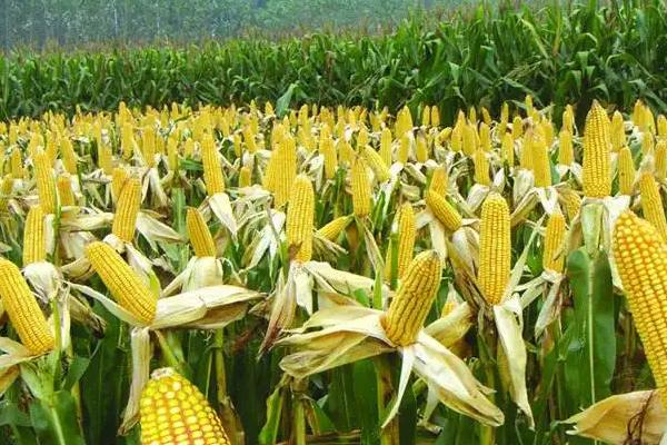 宏精269玉米品种的特性，该品种为高淀粉玉米品种