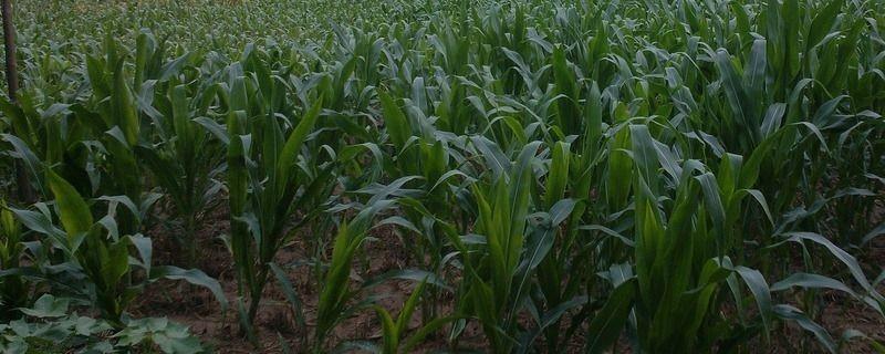 天利禾66玉米种子特点，4月末-5月中旬播种