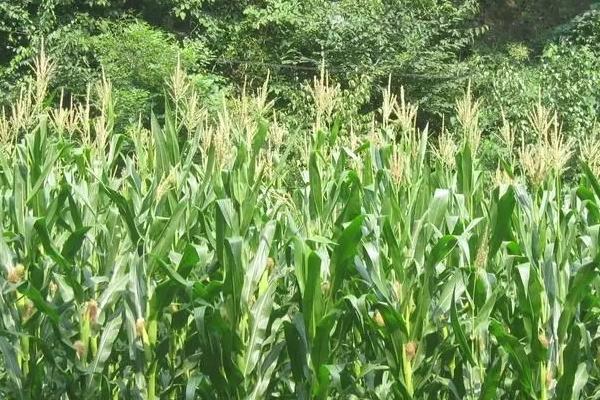 新宇166玉米种子特点，中抗茎腐病