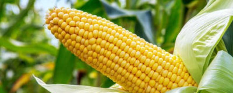 致泰9号玉米品种的特性，一般春播在4月下句播种为宜