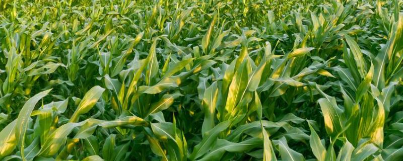稷粒富11玉米品种的特性，高抗茎腐病