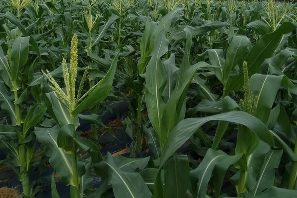 葫新639玉米种简介，应选择肥力较好的地块种植