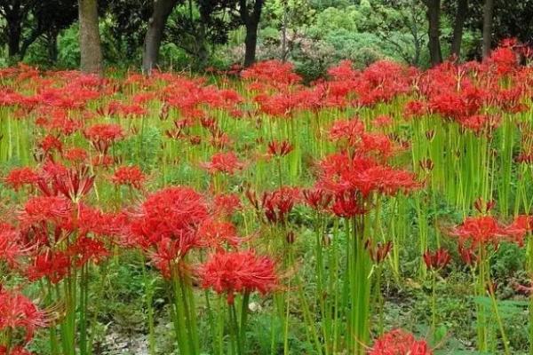 彼岸花种植技术要点，花盆不宜过大