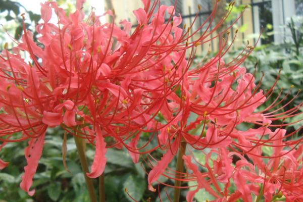 彼岸花种植技术要点，花盆不宜过大