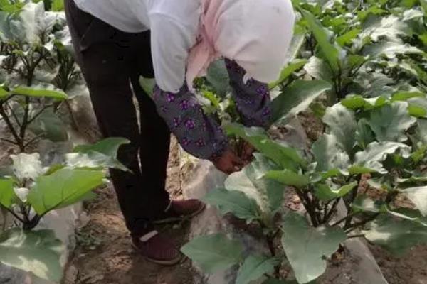 茄子怎么管理，要合理地进行施肥管理和浇水管理