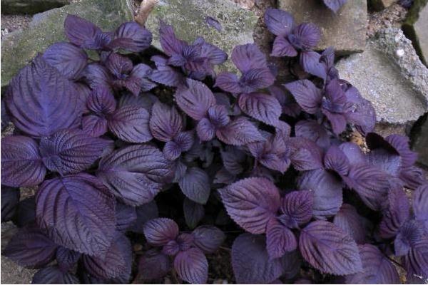 紫苏是多年生还是一年生，是一年生的草本植物