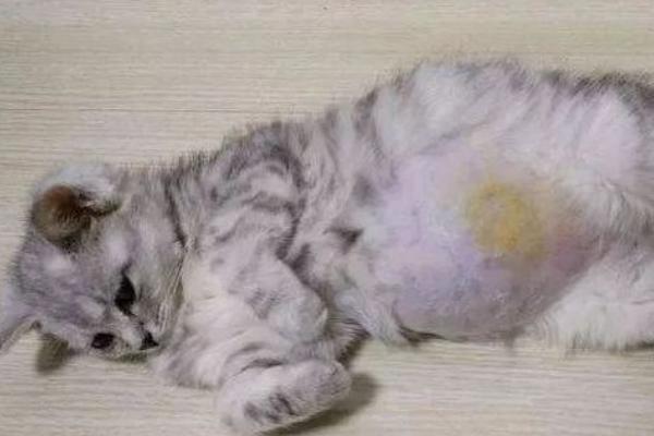 猫传腹的症状，初期表现为食欲不佳、体重下降等