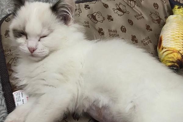 猫传腹的症状，初期表现为食欲不佳、体重下降等