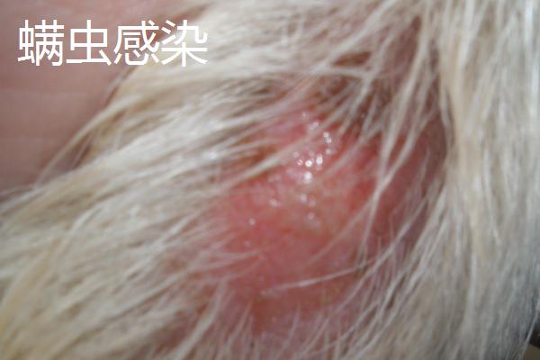 预防狗狗螨虫的方法，要经常给狗梳毛发或使用抗螨药物等