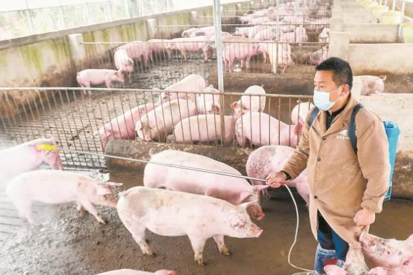 非瘟猪场怎么消毒，首先将所有设备进行清洗并消毒