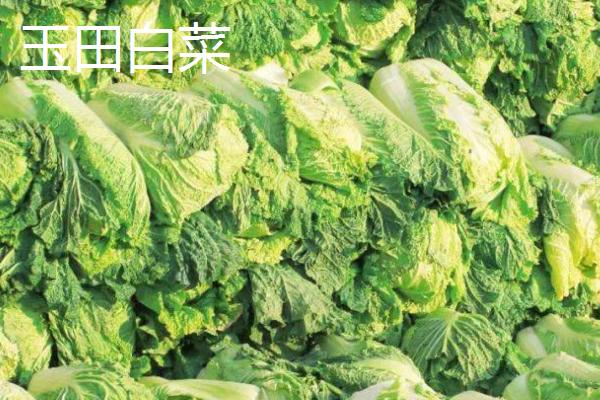 河北省安新县的特产，白洋淀熏鱼深受旅客欢迎