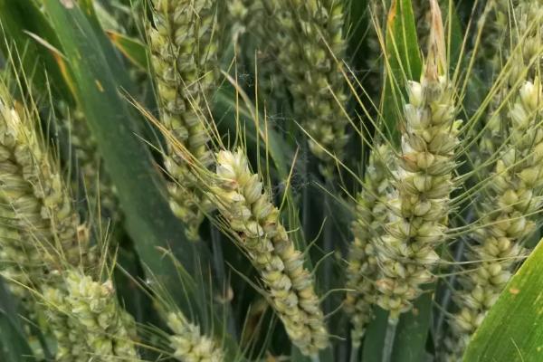 沈麦118小麦种子简介，3月10日～3月25日播种