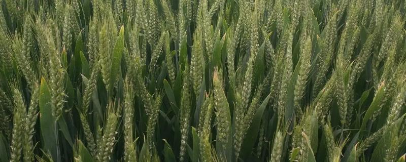 沈麦118小麦种子简介，3月10日～3月25日播种