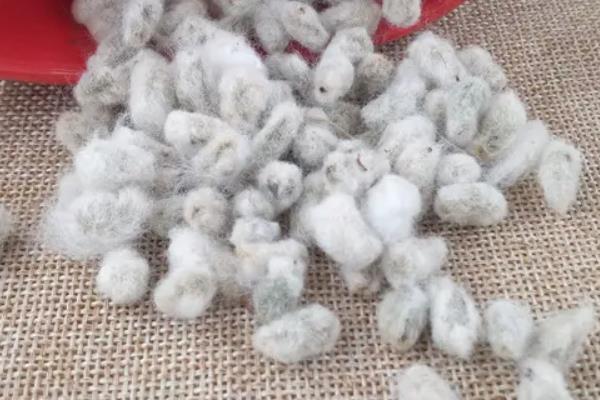 辽棉40棉花种子特征特性，及时防治蚜虫和红蜘蛛