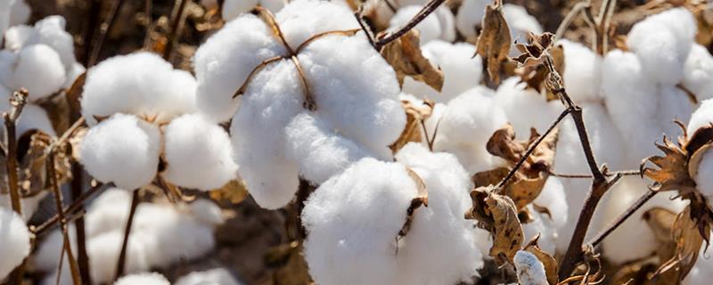 辽棉40棉花种子特征特性，及时防治蚜虫和红蜘蛛