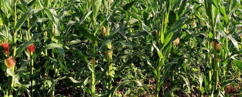 鸿基536玉米种子特点，中抗茎腐病