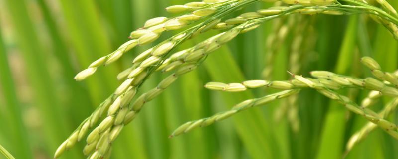 九稻325水稻种子特点，7月上中旬注意防治二化螟