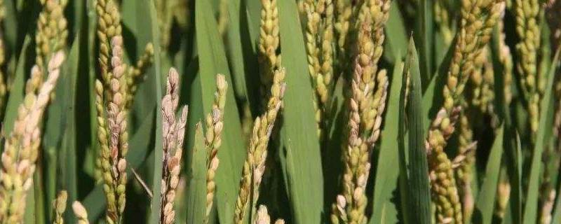 吉丰618水稻品种简介，7月上中旬注意防治二化螟