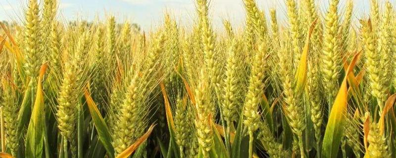 龙麦63小麦种子特点，中筋品种