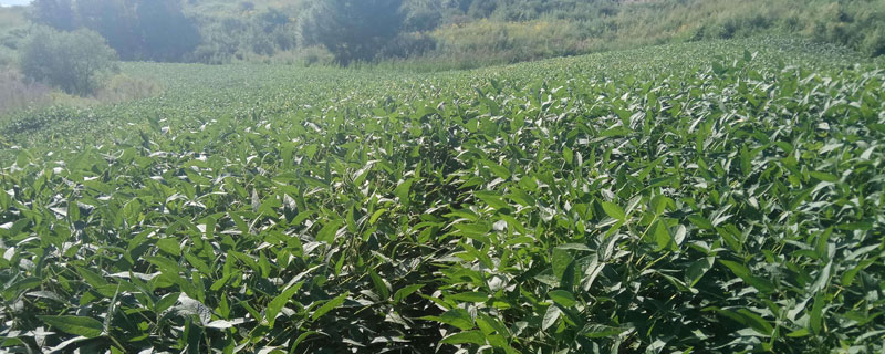 龙垦3002大豆种子特点，选择中等肥力地块种植