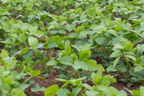 合农135大豆品种简介，该品种为亚有限结荚习性
