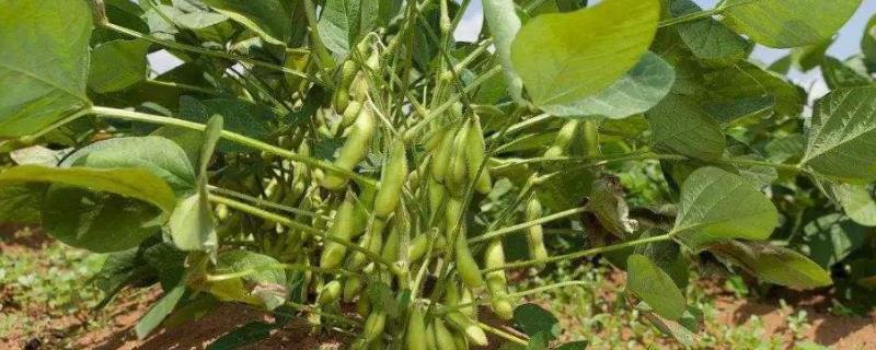 中龙黑大豆1号大豆种子特点，在适应区5月上旬播种