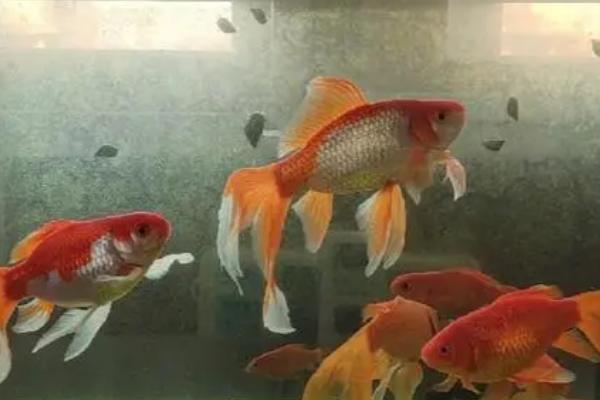 金鱼一般能活多久，一般能活到6、7岁