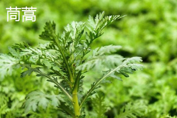 茼蒿能割几茬，一般可以割三茬