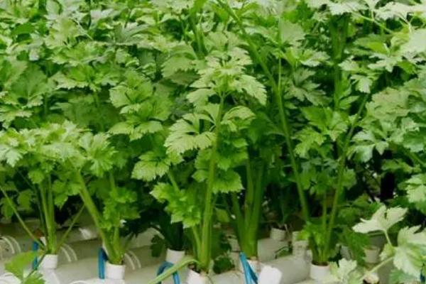 家庭无土栽培蔬菜技术，种子出苗后每天需浇稀释营养液1-2次