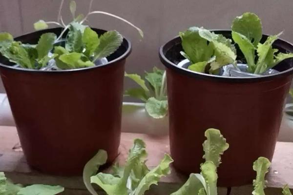 家庭无土栽培蔬菜技术，种子出苗后每天需浇稀释营养液1-2次