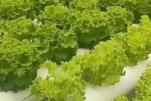 家庭无土栽培蔬菜技术，种子出苗后每天需浇稀释营养液1-2次