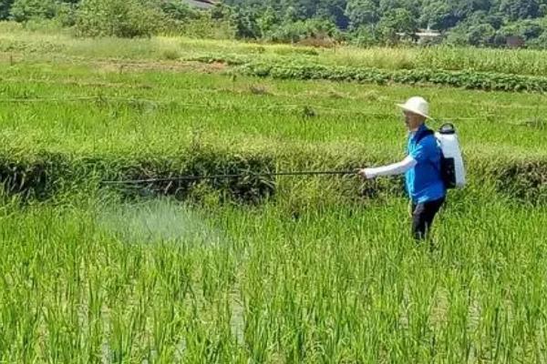 水稻田埂除草配方，杂草较多的话可喷施二甲四氯