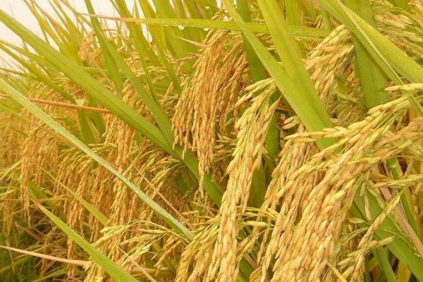 旌优348水稻品种简介，每亩栽插5万穴左右