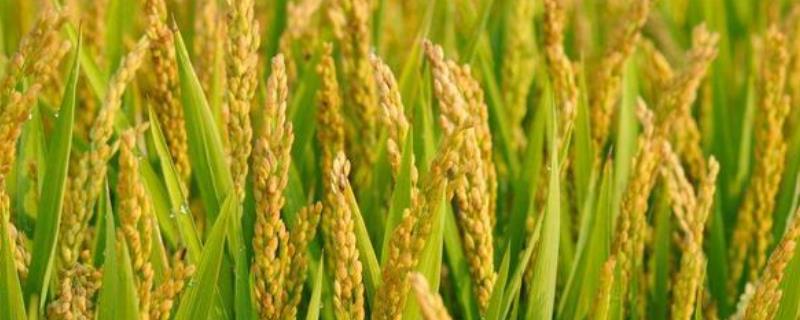锦两优128水稻种子简介，秧田亩播种量12－15千克