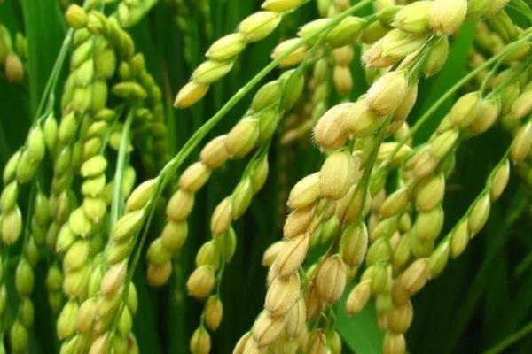 扬粳708水稻种子特征特性，每亩有效穗数20.8万穗