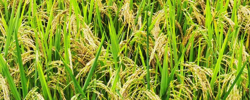 九稻601水稻品种的特性，粳型常规水稻品种