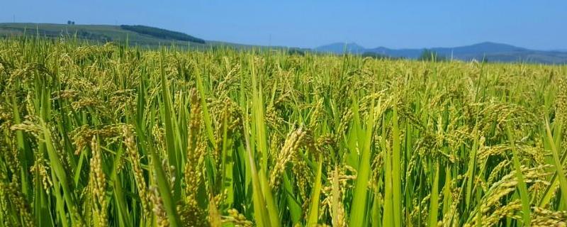 中禾优5号水稻品种简介，每亩大田用种量1－5千克