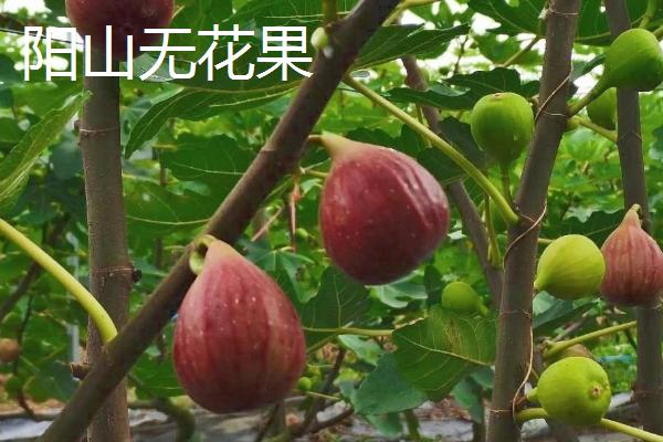 广东阳山县的特产，洞冠梨是当地特有的珍果