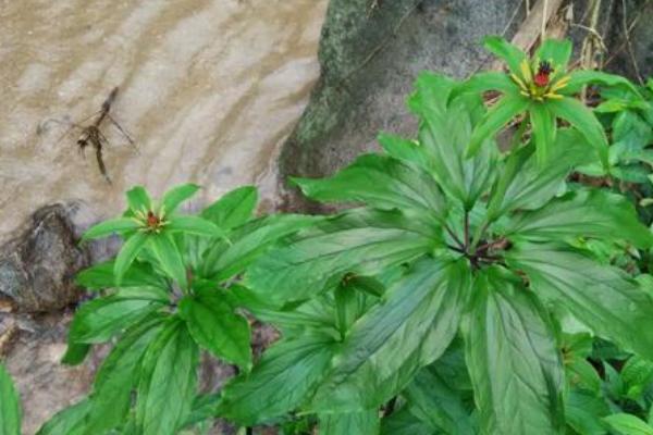 草河车的种植技术，可块茎繁殖也可种子繁殖