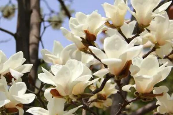 白玉兰何时开花，一般为3-5月份