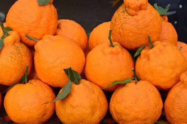 丑橘的原产地，原产地在日本