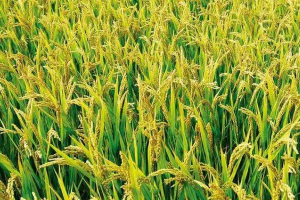 隆优1212水稻品种的特性，早造全生育期125～128天